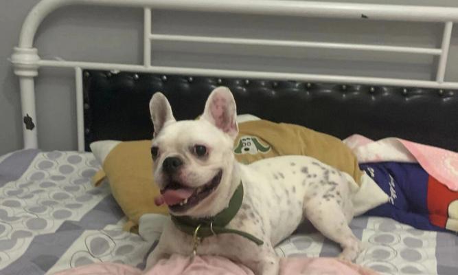 法斗断尾现象深度分析：健康风险、伦理争议与解决路径