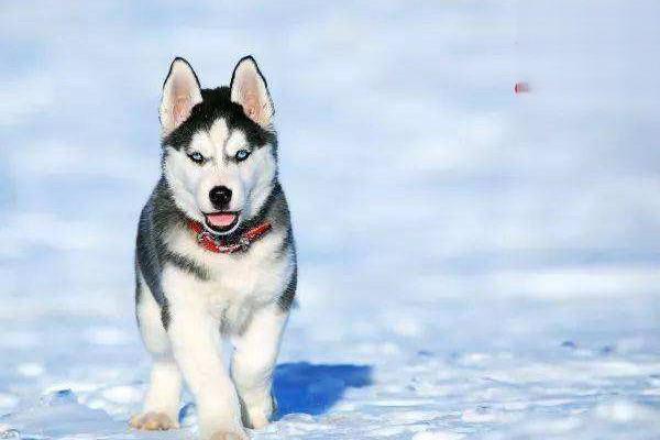 犬钩虫病症状与治疗方案详解:从诊断到科学驱虫 犬钩虫病症状与治疗方案详解:从诊断到科学驱虫