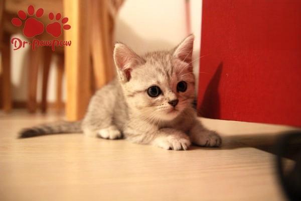 犬恶心丝虫病症状识别与治疗方案详解，守护宠物心脏健康