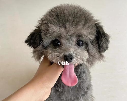 泰迪犬饮食禁忌指南，这些危险食物千万别喂