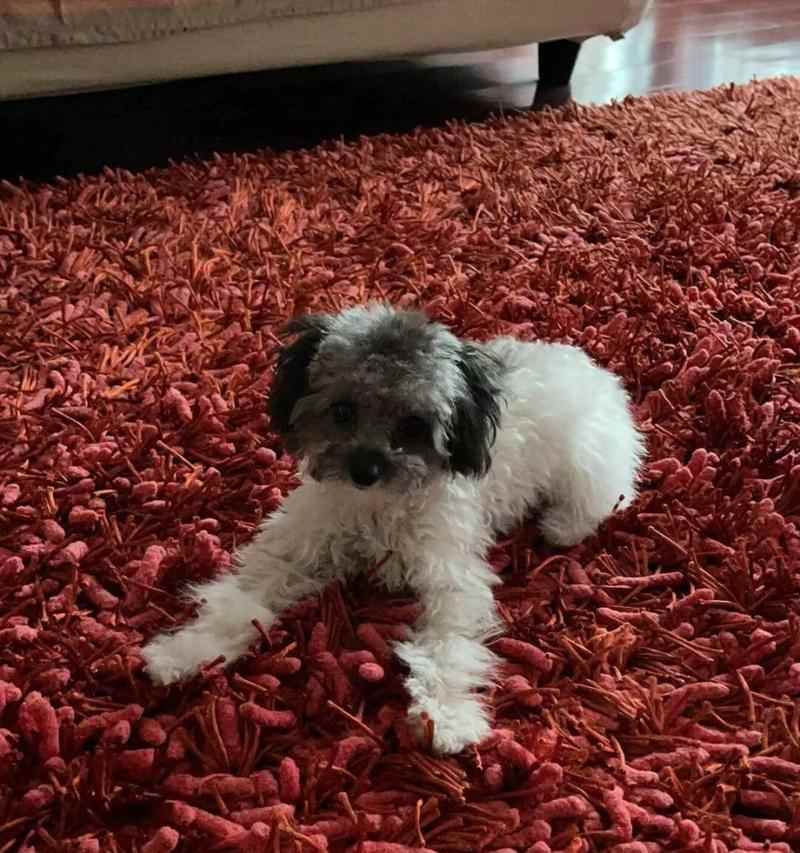 泰迪犬饮食禁忌指南，这些危险食物千万别喂