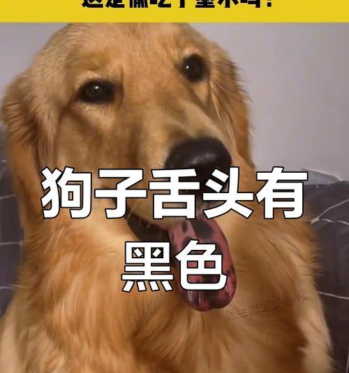 狗狗舌头颜色变化与健康关系解析，日常观察指南