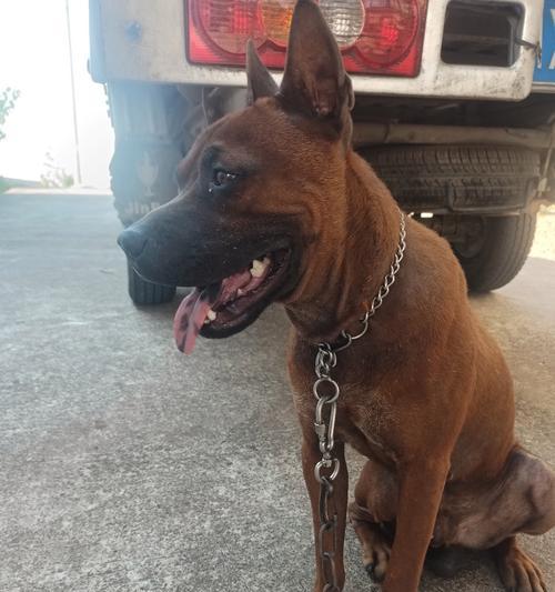 狗狗舌头颜色变化与健康关系解析，日常观察指南