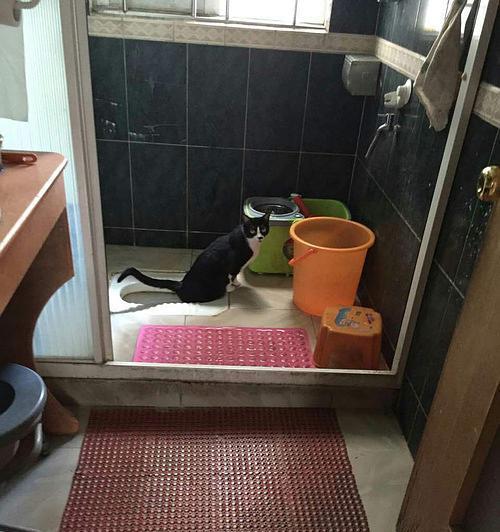 厕所公鸡与猫的象征意义:解读卫生习惯与生活品质的关联 厕所公鸡与猫的象征意义:解读卫生习惯与生活品质的关联