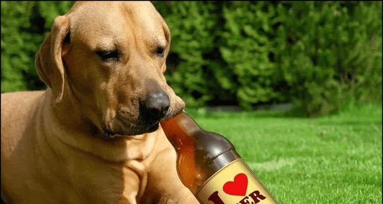 狗狗不能吃的肉类清单：避开这些食物保护爱犬健康