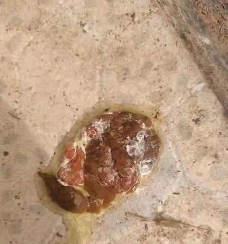 犬球虫感染症状识别与科学预防方法详解