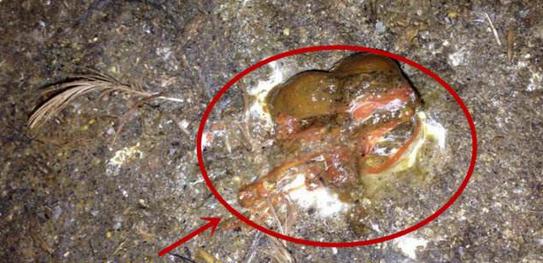 犬球虫感染症状识别与科学预防方法详解