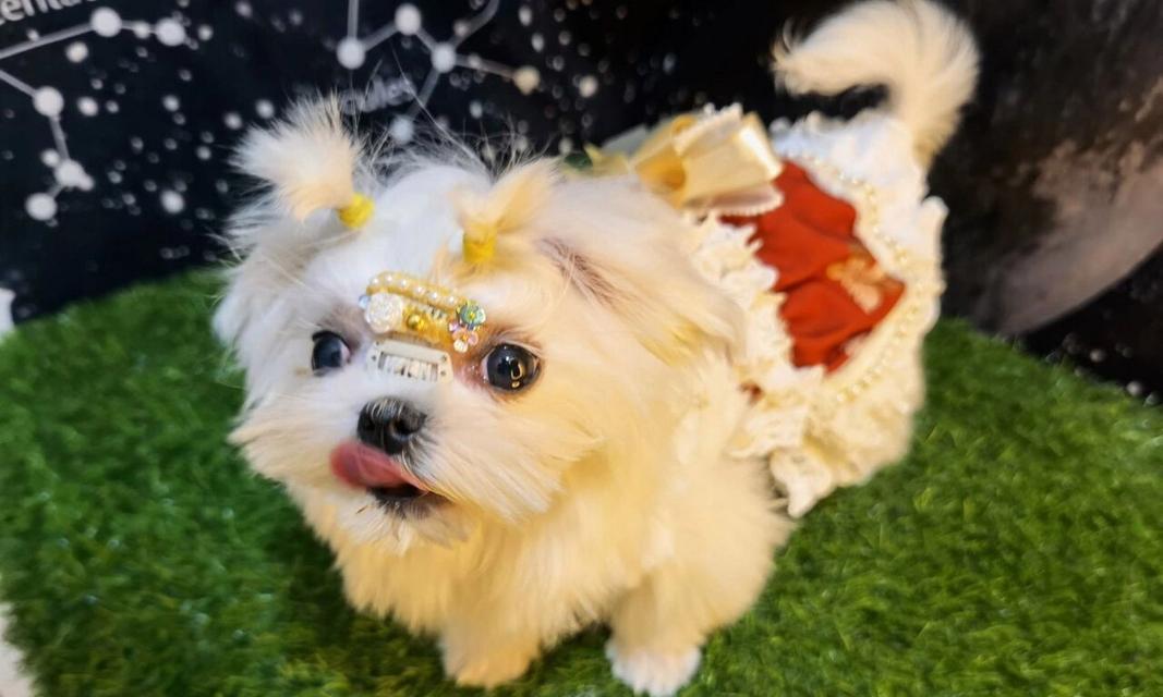 犬球虫感染症状识别与科学预防方法详解