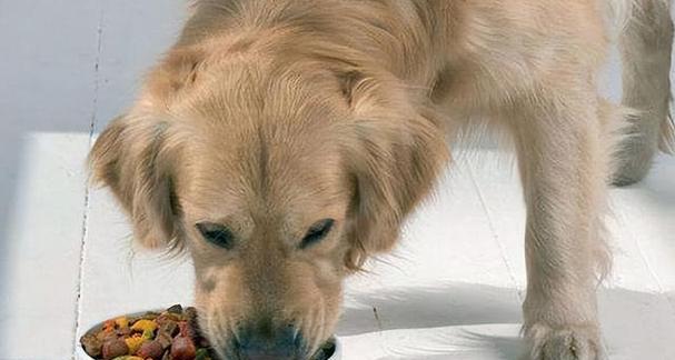 狗狗恐惧的深层原因与科学应对方法解析