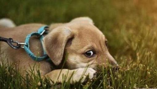 狗狗恐惧的深层原因与科学应对方法解析