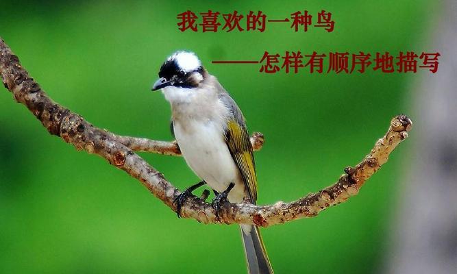 人类活动威胁鸟类生存的十大因素与保护措施分析 人类活动威胁鸟类生存的十大因素与保护措施分析