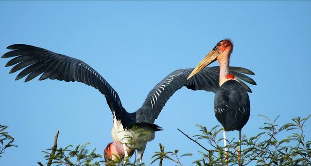 人类活动威胁鸟类生存的十大因素与保护措施分析 人类活动威胁鸟类生存的十大因素与保护措施分析