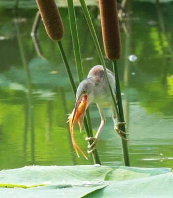 人类活动威胁鸟类生存的十大因素与保护措施分析 人类活动威胁鸟类生存的十大因素与保护措施分析