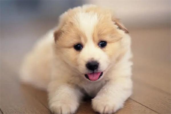 狗狗社交技巧：帮助爱犬建立友谊与互动的实用指南