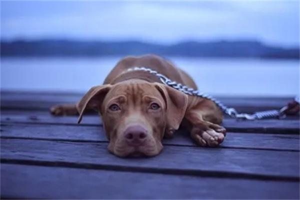 狗狗毛囊炎病因与预防全攻略,守护爱犬皮肤健康 狗狗毛囊炎病因与预防全攻略,守护爱犬皮肤健康