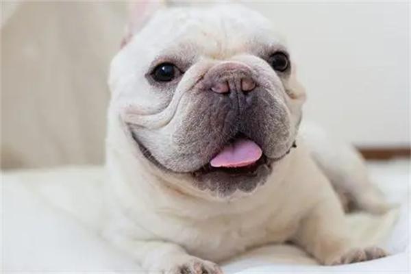 狗狗鼻炎症状识别与居家护理指南,帮助爱犬缓解不适 狗狗鼻炎症状识别与居家护理指南,帮助爱犬缓解不适