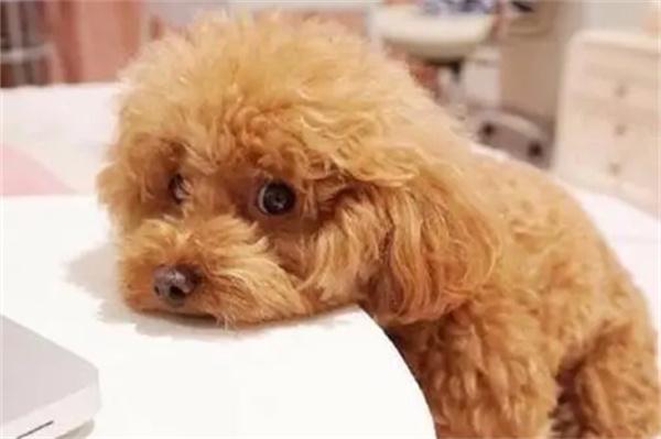 狗狗鼻炎症状识别与居家护理指南,帮助爱犬缓解不适 狗狗鼻炎症状识别与居家护理指南,帮助爱犬缓解不适