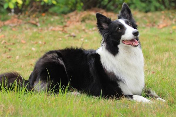 与边境牧羊犬建立深厚关系的秘诀,培养忠诚伙伴的方法 与边境牧羊犬建立深厚关系的秘诀,培养忠诚伙伴的方法