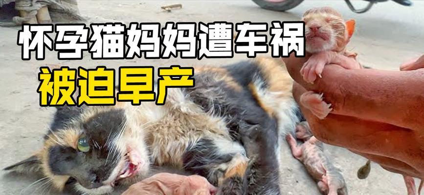 猫易被车撞的原因分析与安全预防措施