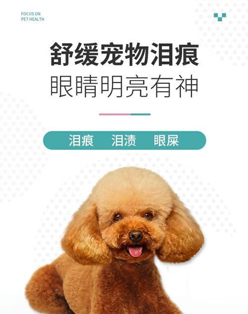 泰迪犬流泪问题解决方法与常用药物护理指南