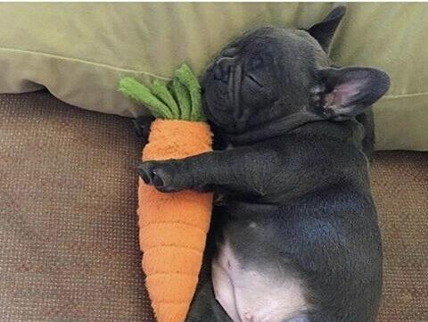 法斗断尾现象全面解析:健康影响、伦理争议与替代方案探讨 法斗断尾现象全面解析:健康影响、伦理争议与替代方案探讨