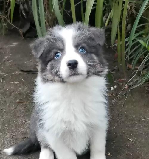 边牧蓝白混血犬配对指南：15种独特组合的魅力与特性解析