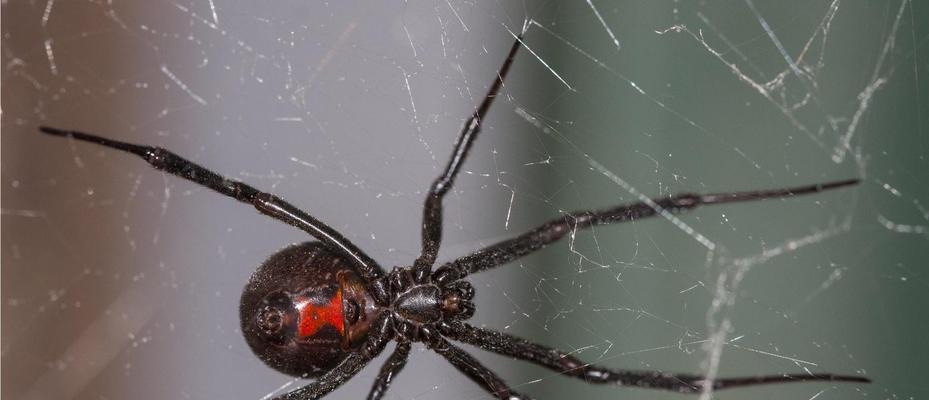 狼蛛养殖技巧与品种特点解析：从栖息地搭建到日常管理指南