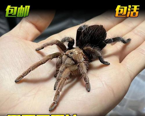 狼蛛养殖技巧与品种特点解析：从栖息地搭建到日常管理指南