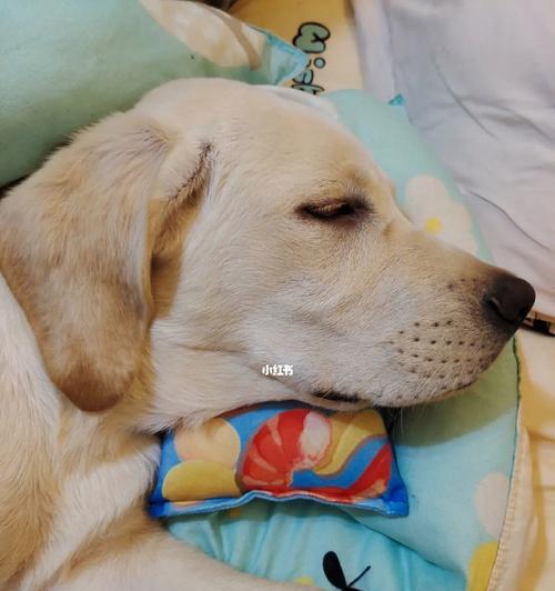 拉布拉多幼犬健康用药指南:关键药物选择与养护要点 拉布拉多幼犬健康用药指南:关键药物选择与养护要点