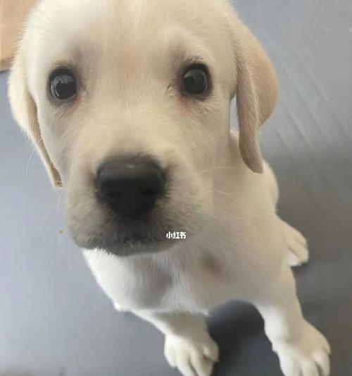 拉布拉多幼犬健康用药指南:关键药物选择与养护要点 拉布拉多幼犬健康用药指南:关键药物选择与养护要点