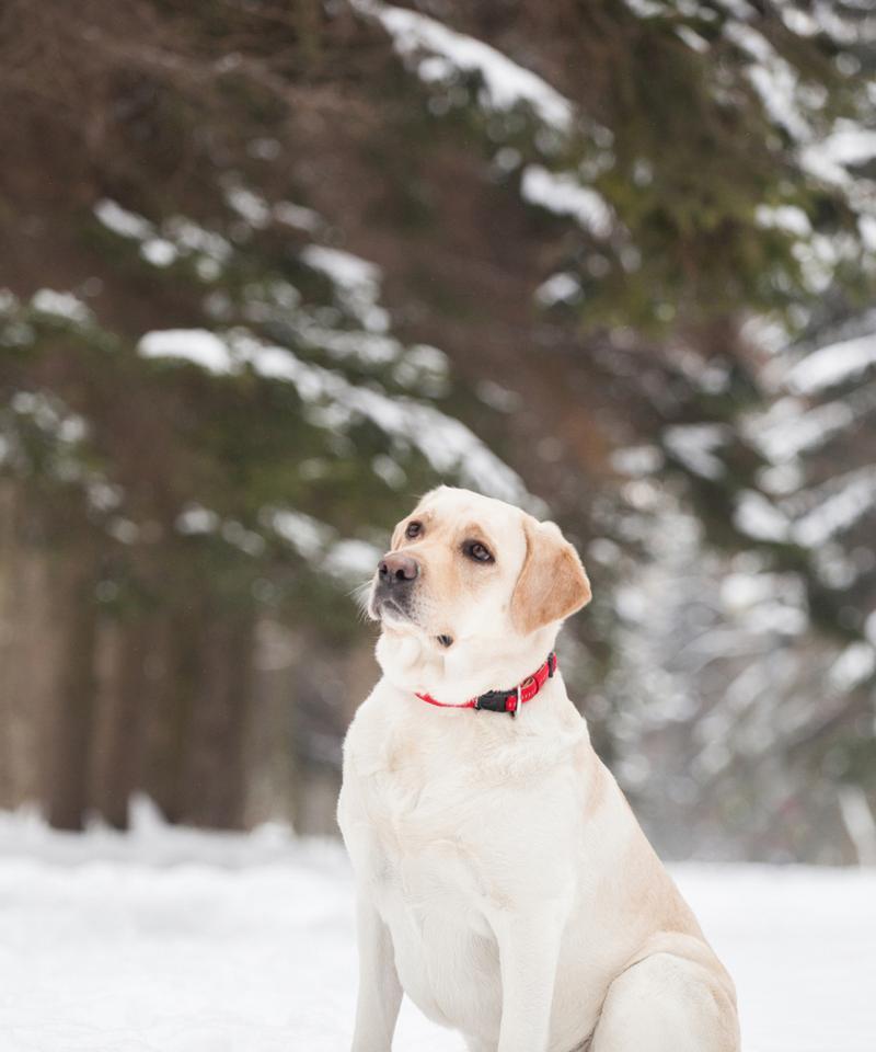 拉布拉多幼犬健康用药指南:关键药物选择与养护要点 拉布拉多幼犬健康用药指南:关键药物选择与养护要点