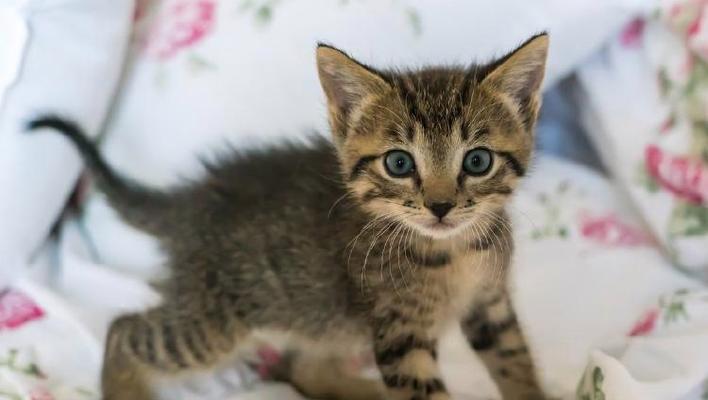 猫咪哼唧原因解析与应对方法，改善人宠沟通关系