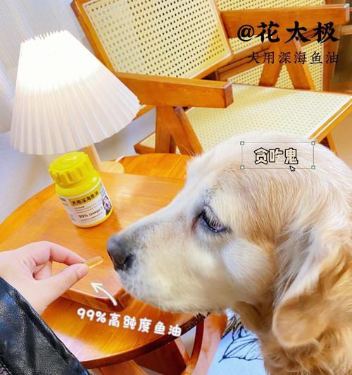 老龄宠物营养补充指南：科学喂养助力爱宠健康长寿