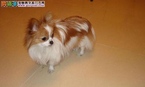 蝴蝶犬造型魅力全解析:优雅外貌与日常养护秘诀 蝴蝶犬造型魅力全解析:优雅外貌与日常养护秘诀