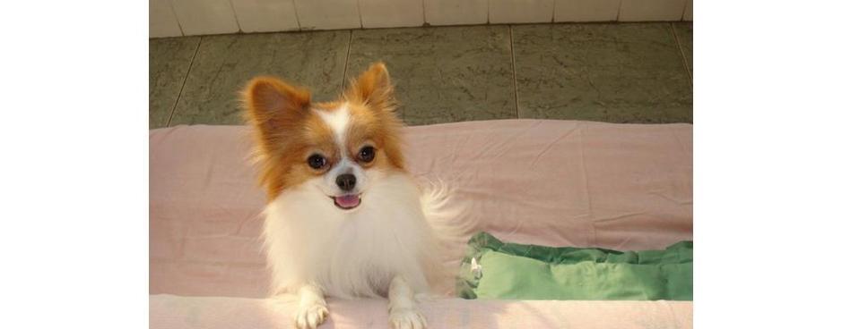 蝴蝶犬造型魅力全解析:优雅外貌与日常养护秘诀 蝴蝶犬造型魅力全解析:优雅外貌与日常养护秘诀