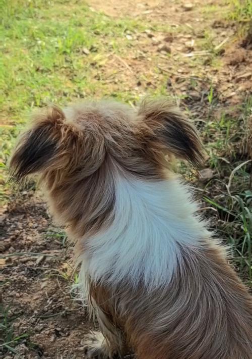 蝴蝶犬造型魅力全解析:优雅外貌与日常养护秘诀 蝴蝶犬造型魅力全解析:优雅外貌与日常养护秘诀