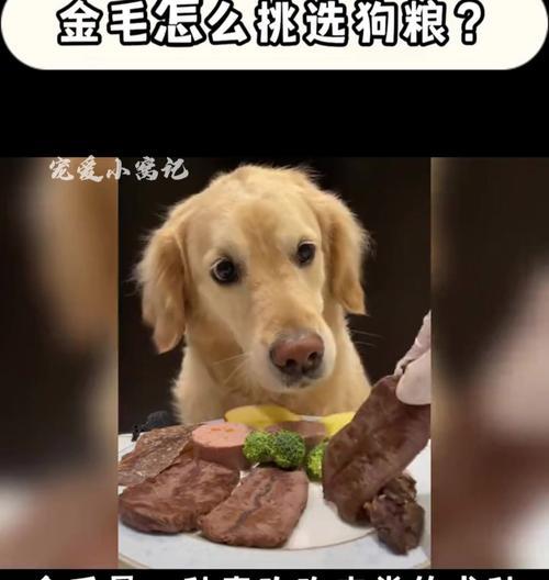 金毛幼犬科学喂养指南：饮食安排与健康管理要点