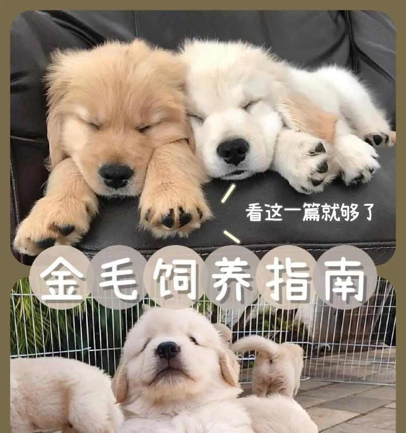 金毛幼犬科学喂养指南：饮食安排与健康管理要点