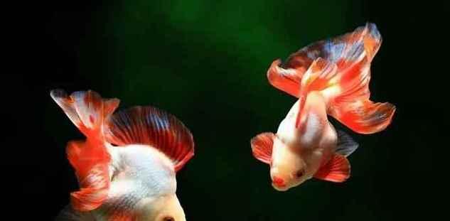 金鱼养殖最佳水质选择指南：从酸碱度到硬度的全面解析