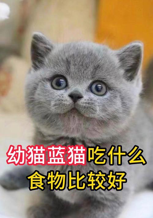 怀孕母猫饮食指南：营养均衡关键与孕期禁忌详解