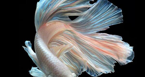 斗鱼底砂选择指南：从细沙到沉木打造健康水域