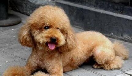 泰迪狗体臭原因与解决方法，告别异味困扰