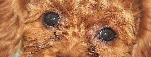 泰迪狗体臭原因与解决方法，告别异味困扰