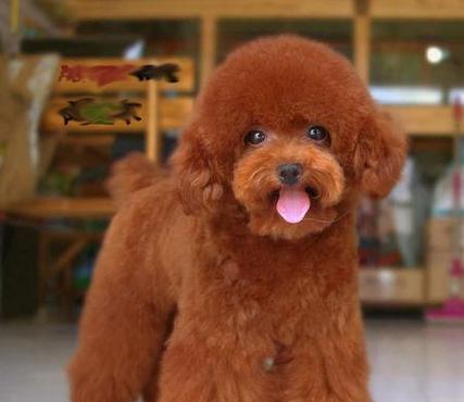 泰迪狗体臭原因与解决方法，告别异味困扰