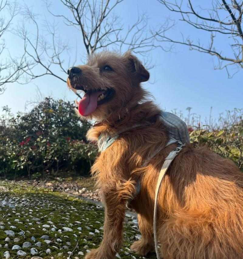 小狗可爱特点揭秘：活泼聪明友善带来无限欢乐