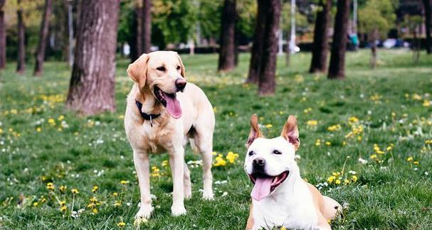 小狗可爱特点揭秘：活泼聪明友善带来无限欢乐