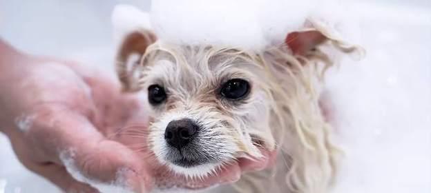 忽视宠物清洁的严重后果:狗不洗澡的多重健康隐患 忽视宠物清洁的严重后果:狗不洗澡的多重健康隐患