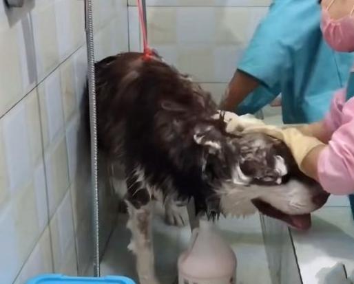 忽视宠物清洁的严重后果:狗不洗澡的多重健康隐患 忽视宠物清洁的严重后果:狗不洗澡的多重健康隐患