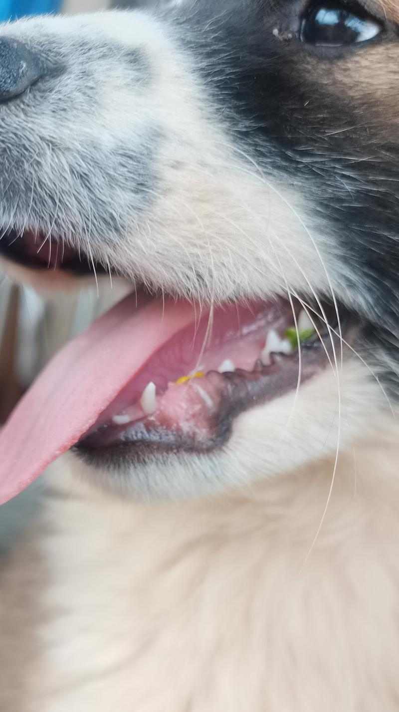 狗狗牙齿生长周期完全指南:乳牙到恒牙的健康护理 狗狗牙齿生长周期完全指南:乳牙到恒牙的健康护理