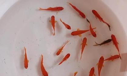 鱼与植物共生养殖指南：打造和谐水族箱生态系统